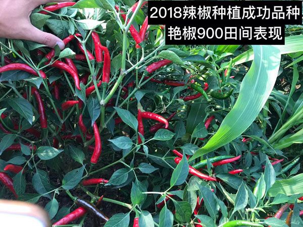 艷椒900田間表現(xiàn)